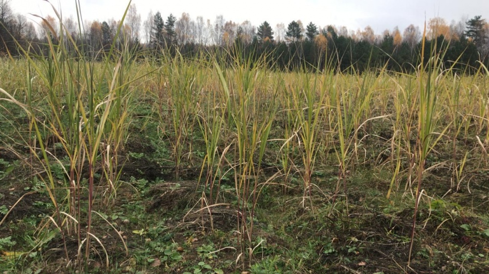 Московская область