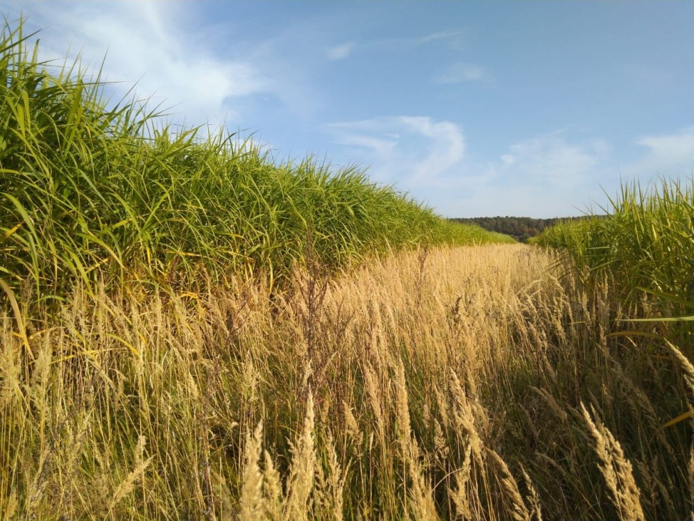 Плантация в Калужской области