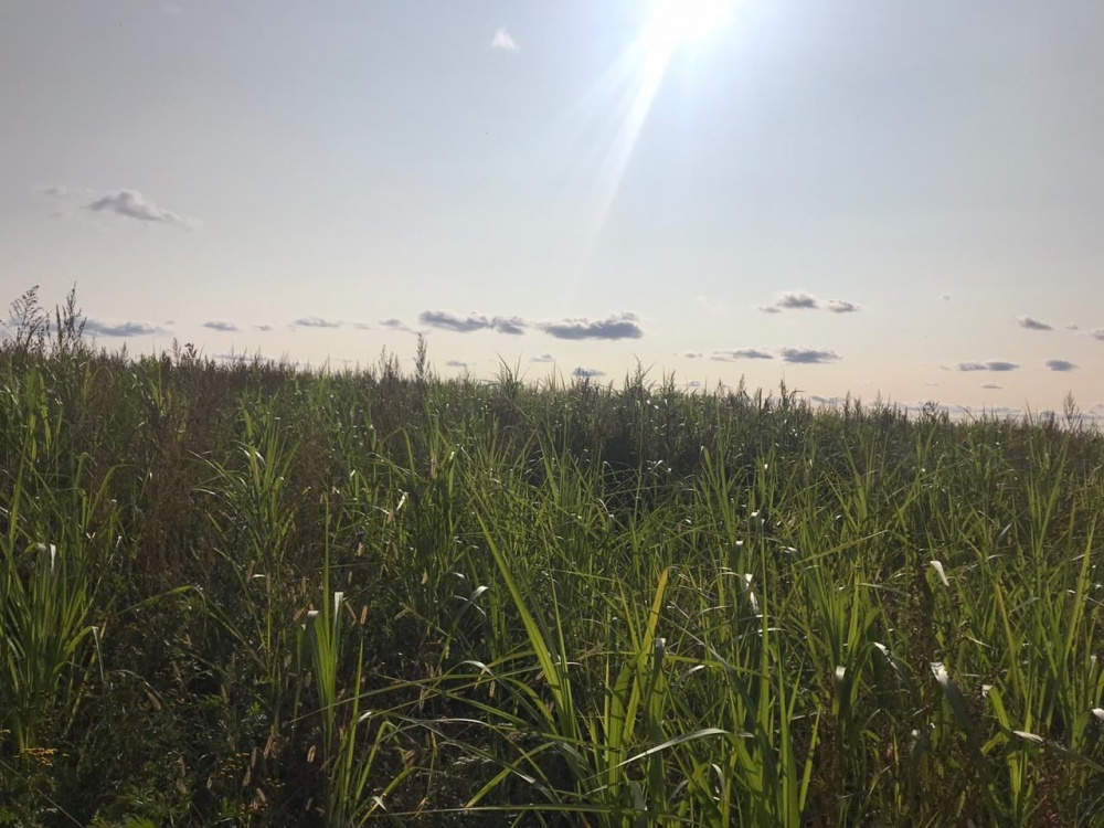 Плантация в Пензенской области