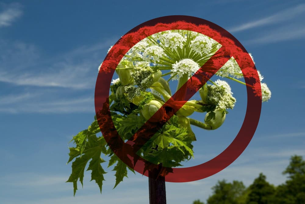 Мискантус может быть использован для борьбы с борщевиком Сосновского