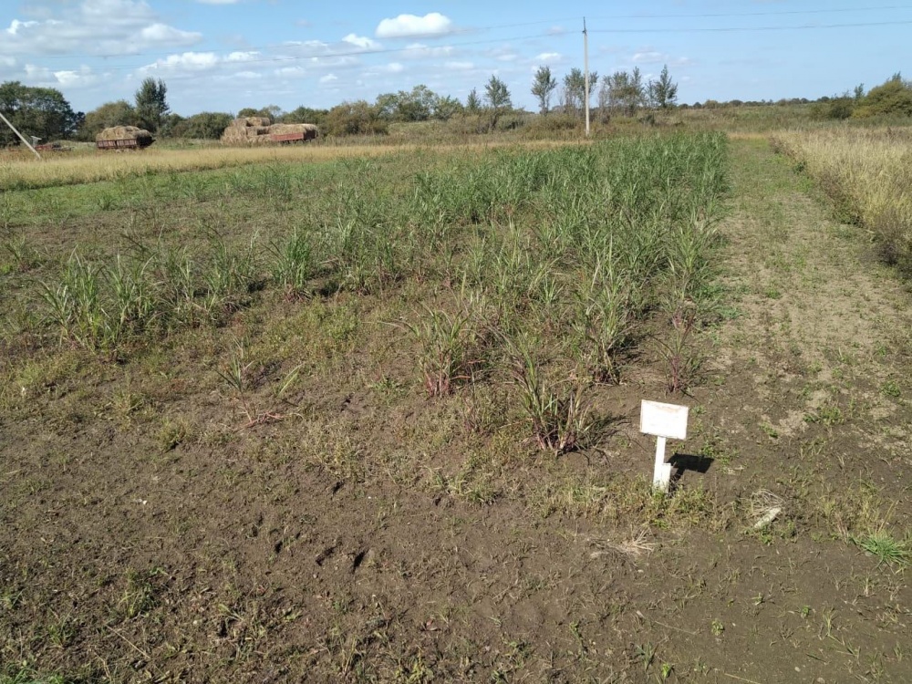 Лотос Холдинг