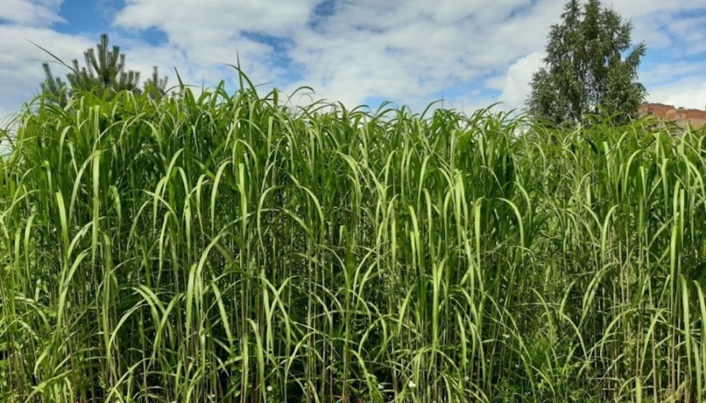 «Мискантус — будущее возобновляемого сырья». Интервью с инвестором БИЦ «Мискантус» Романом Фомичевым