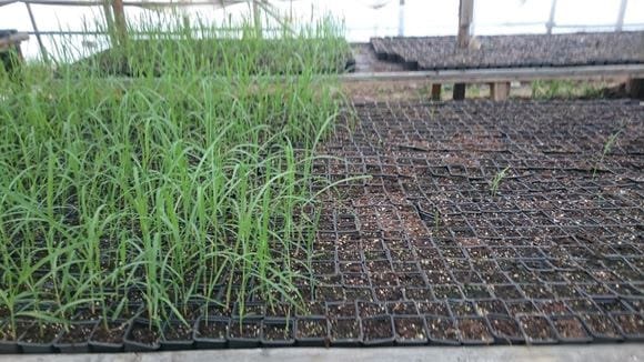 Плантация в Калужской области 2