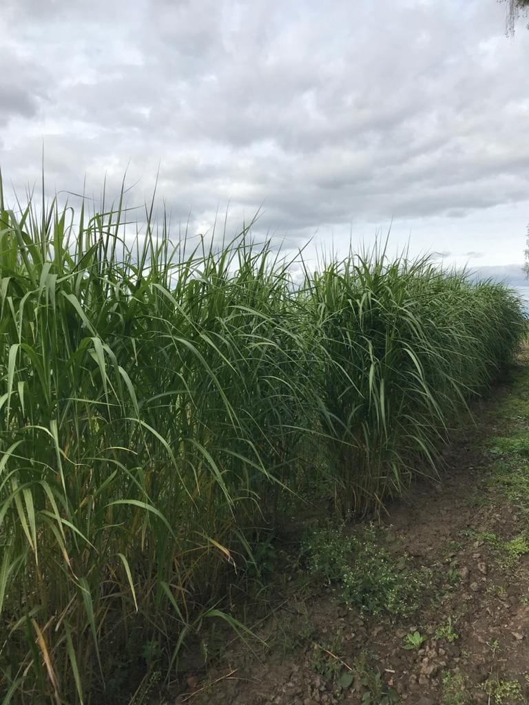 Плантация в Брянской области